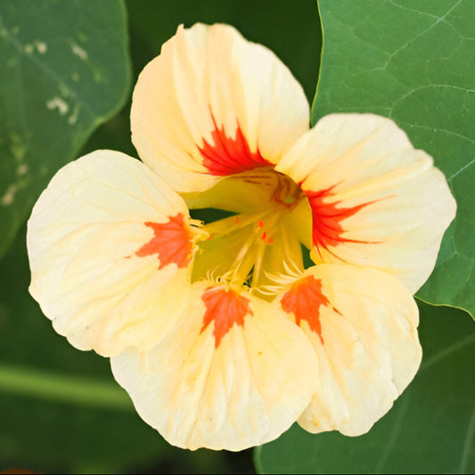 Close-up of a Nasturtium Peach Melba flower with red centers on green leaves