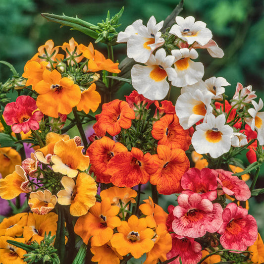 Multicolored Nemesia strumosa Carnival flowers including orange, white, and pink in a natural setting.