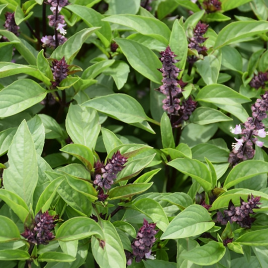 Niazbo (Sweet Basil) - Seeds