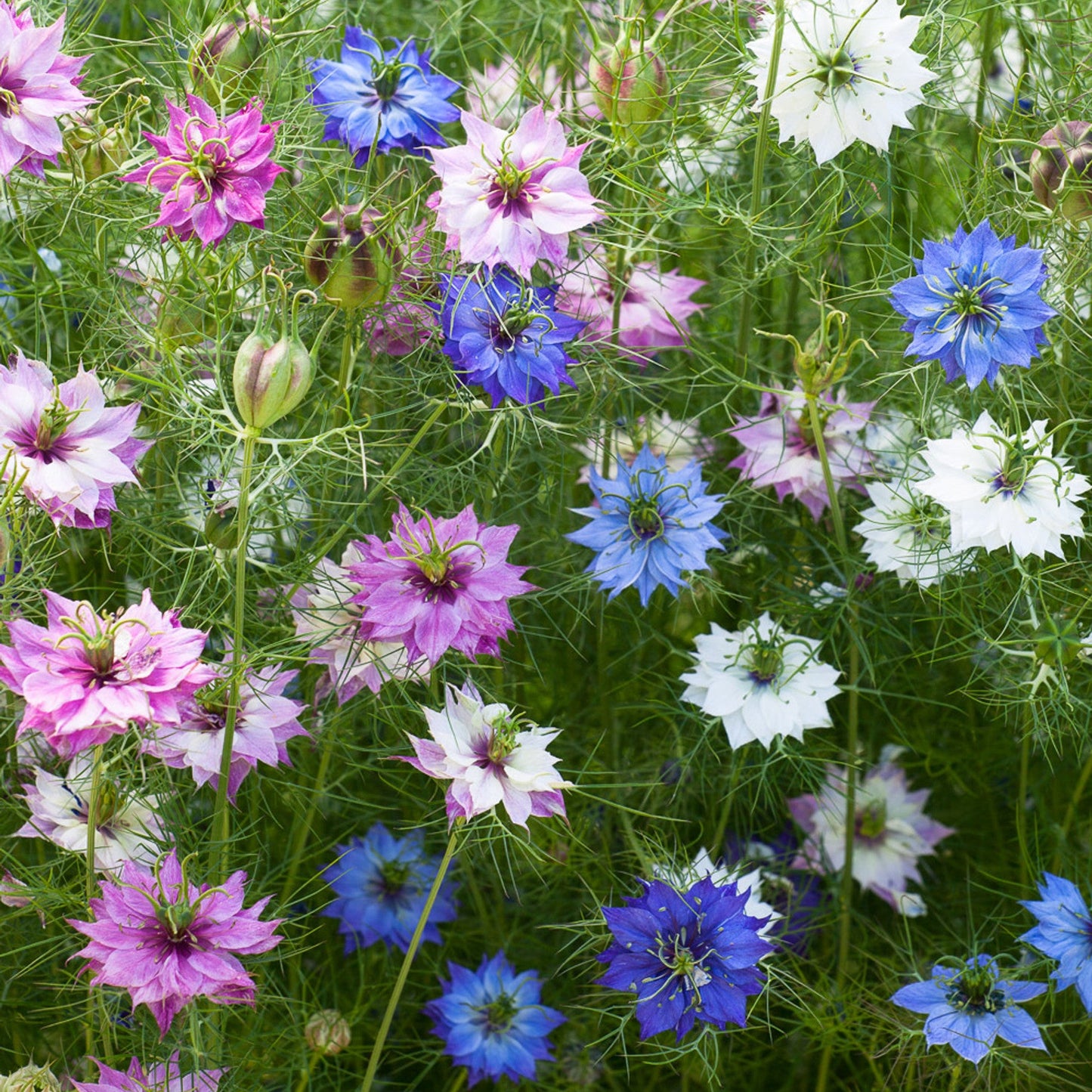 Nigella Jewel Mix – Seeds
