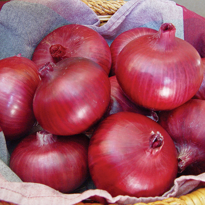 Onion Red - F1 Hybrid - 150+ Seeds