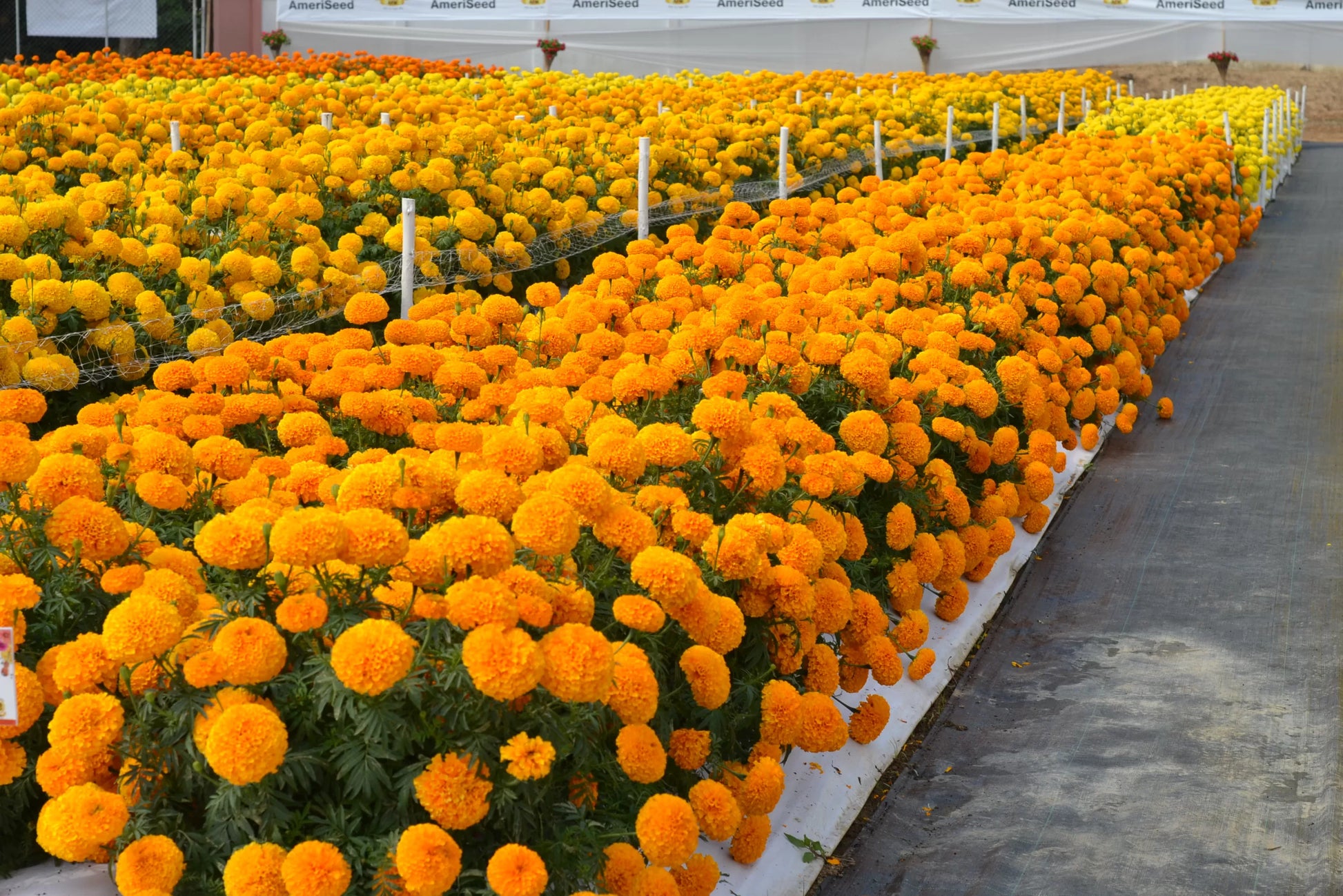 marigold f1 hybrid seeds Tagetes Orange F1 Hybrid – Marigold Seeds – Moji Mall