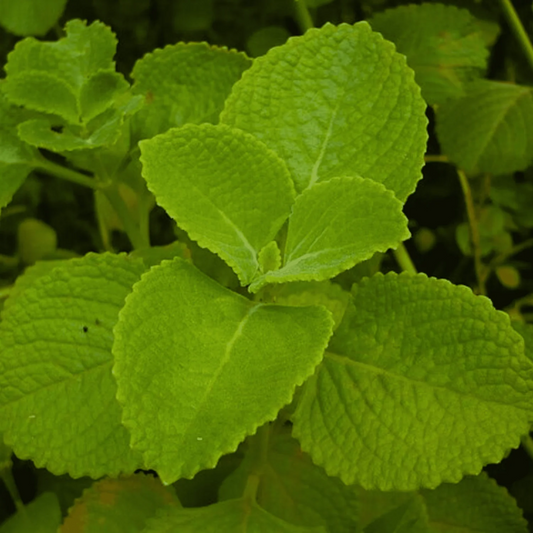 Oregano - Seeds