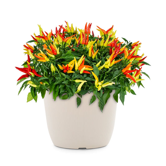 Ornamental Pepper (سجاوٹی مرچ) – 20+ Seeds