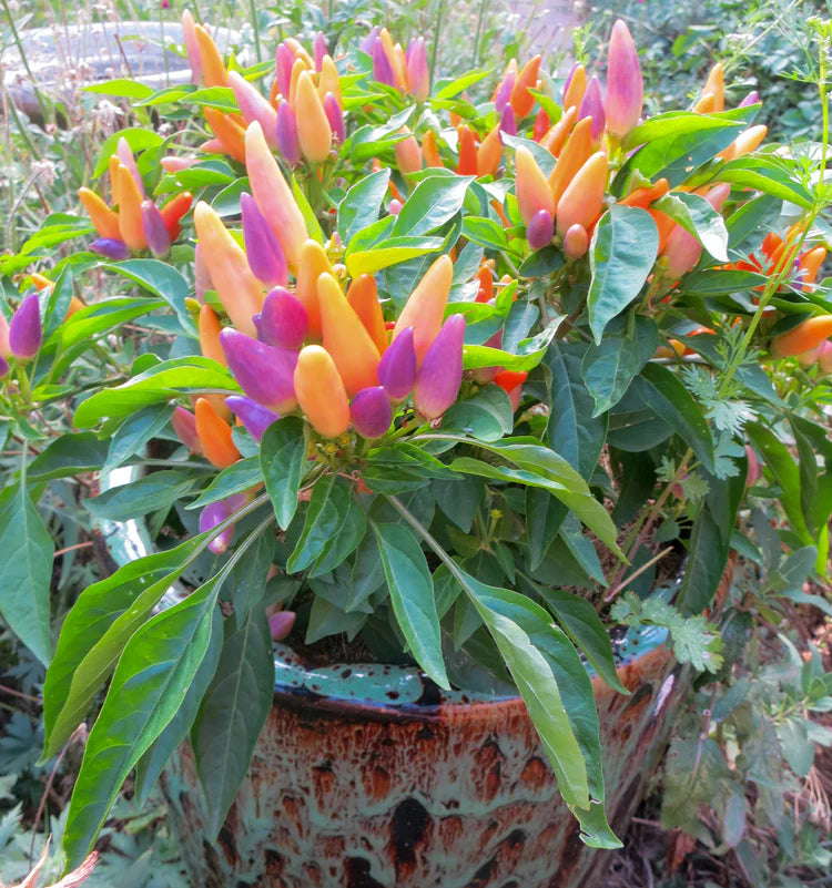 Ornamental Pepper – 20+ Seeds