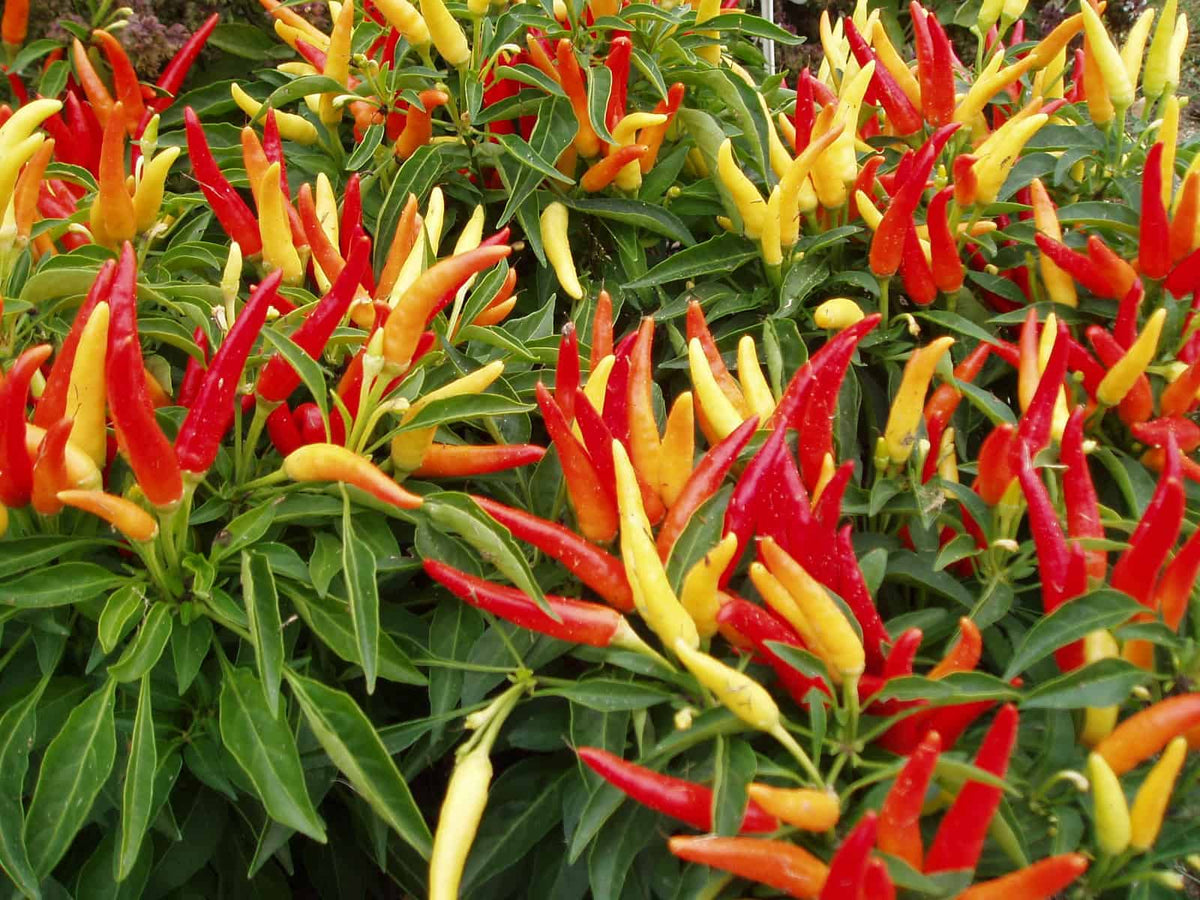Ornamental Pepper Flame (سجاوٹی مرچ) – 20+ Seeds