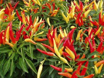 Ornamental Pepper Flame (سجاوٹی مرچ) – 20+ Seeds