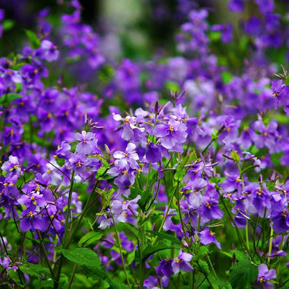 Orychophragmus - Violet - Seeds