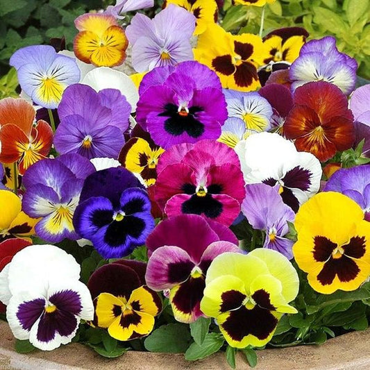 Pansy Giant Mixed Flowers - Seeds