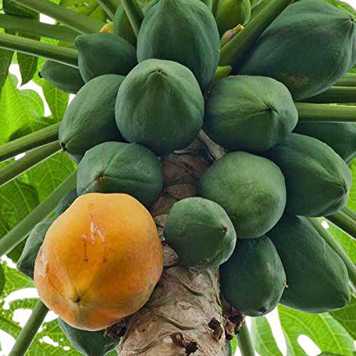 Papaya (Papita) – 10+ Tree Seeds