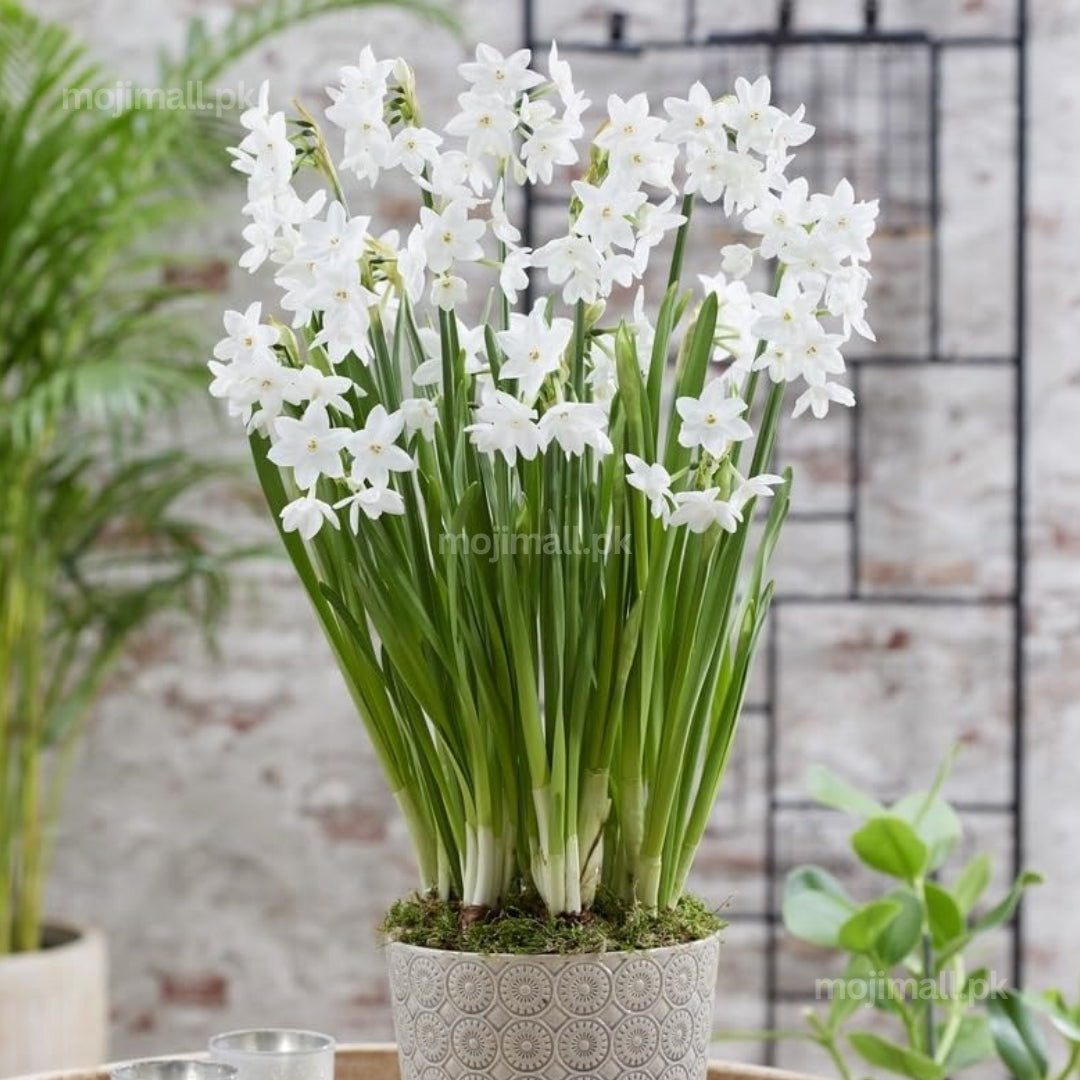 Paper white – Flower Bulbs