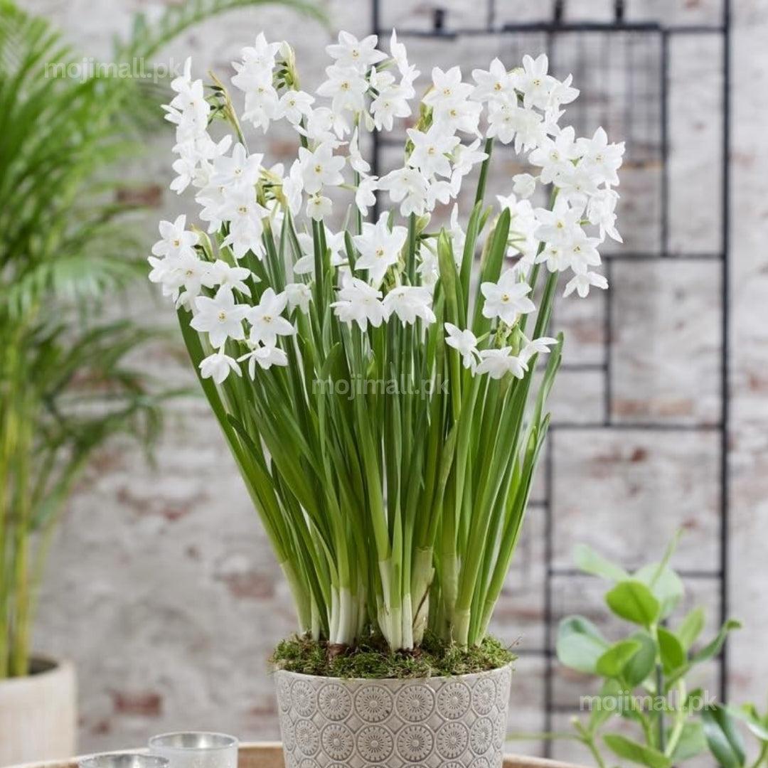Flower Bulbs