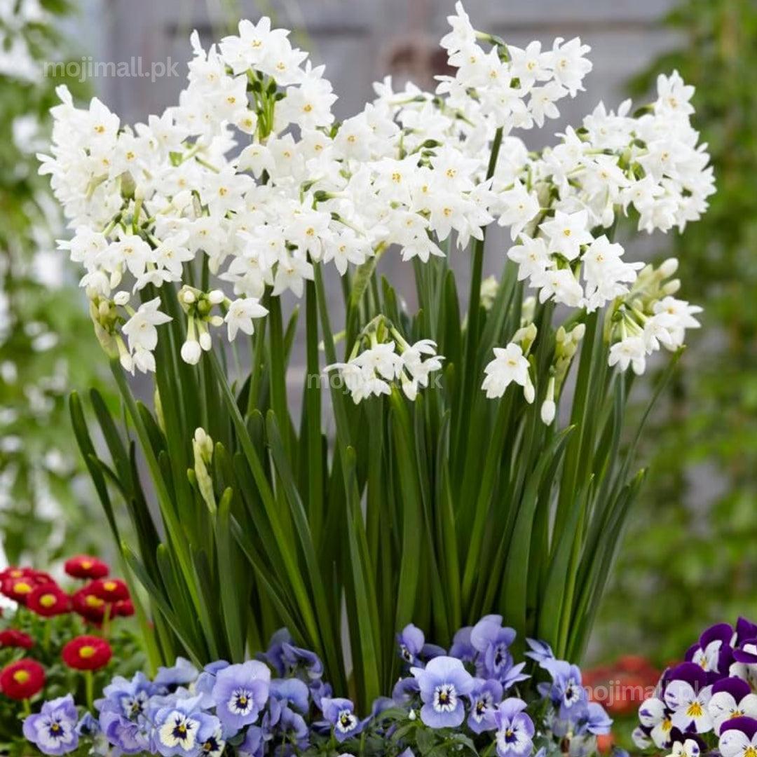Flower Bulbs