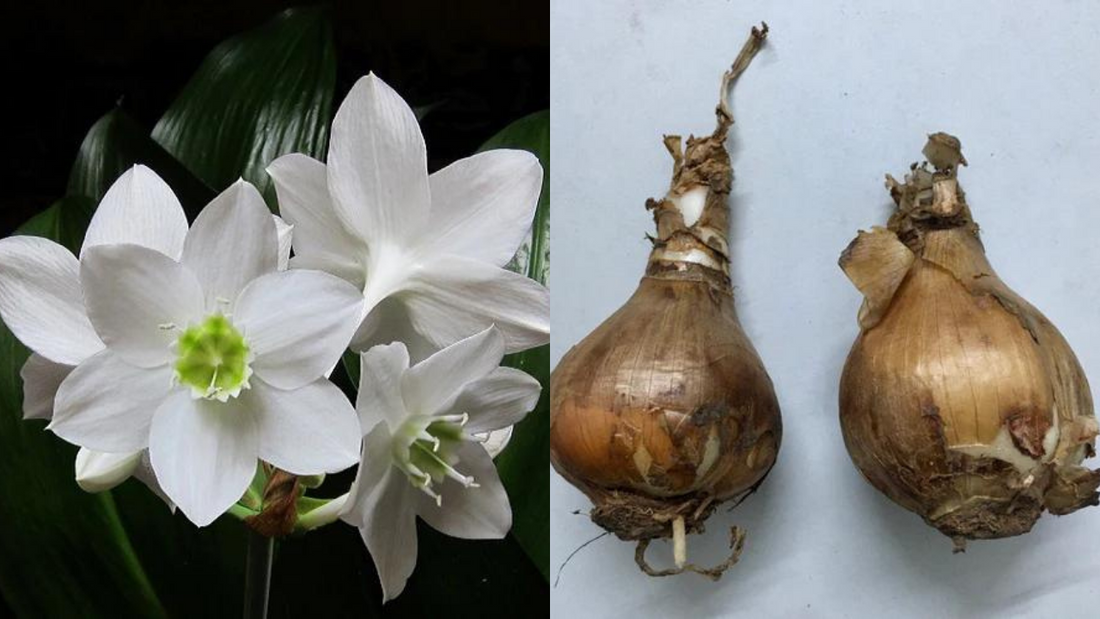Paper white – Flower Bulbs
