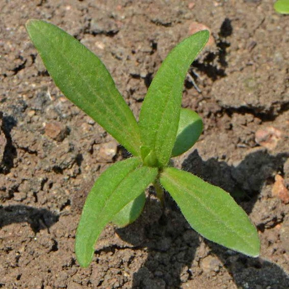 Zinnia (گل زینیا) - Jazzy Mix - 100+ Seeds