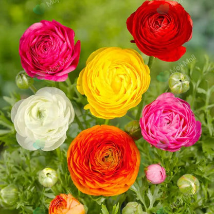 A close-up of colorful ranunculus flowers in a garden setting, including red, yellow, white, orange, and pink blooms with green foliage. A faint 'MonMall' watermark is visible across the image.