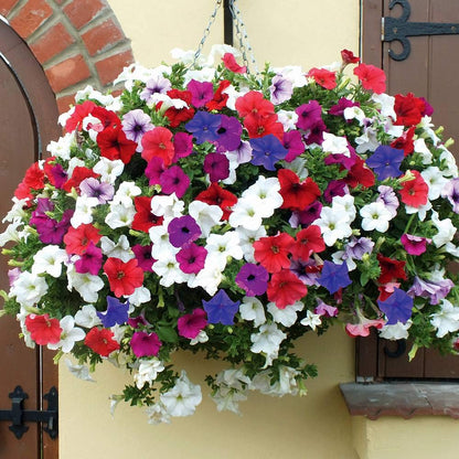 Petunia (گل اطلس) – 100+ Mix Seeds