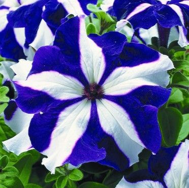 Close-up of a blue and white petunia flower with green leaves.