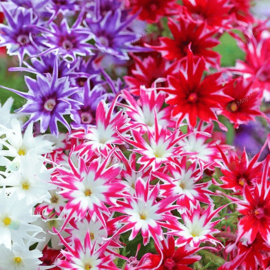 Colorful Phlox Twinkles flowers including red, white, and purple in a natural setting by moji mall