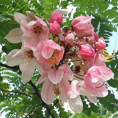 Cassia Javanica – 10+ Tree Seeds