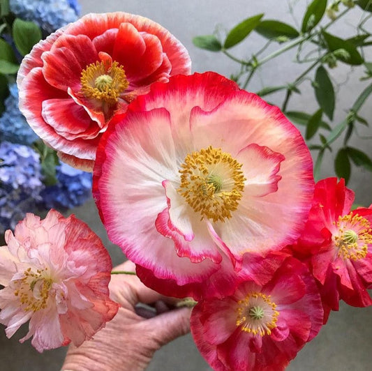 Close-up of pink and red Poppy Double Mix Shirley flowers with a blurred background