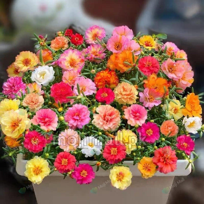 Summer Flower Seeds