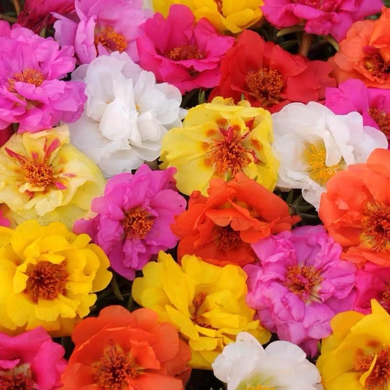 Portulaca - Double Mixed - Seeds