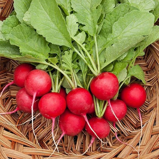 Radish Red - F1 Hybrid Seeds