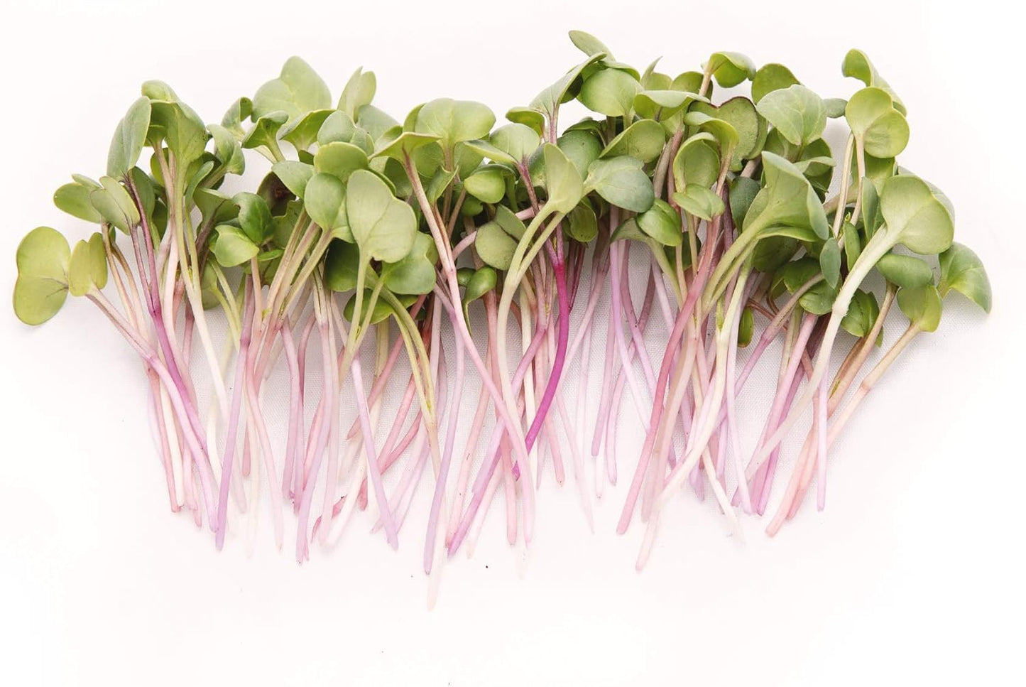 Radish: Microgreens Seeds