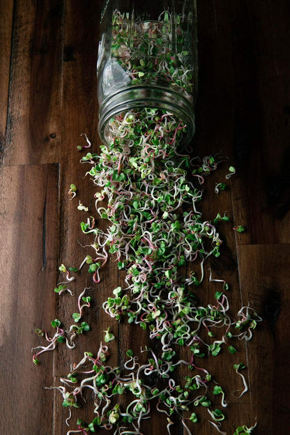 Radish: Microgreens Seeds