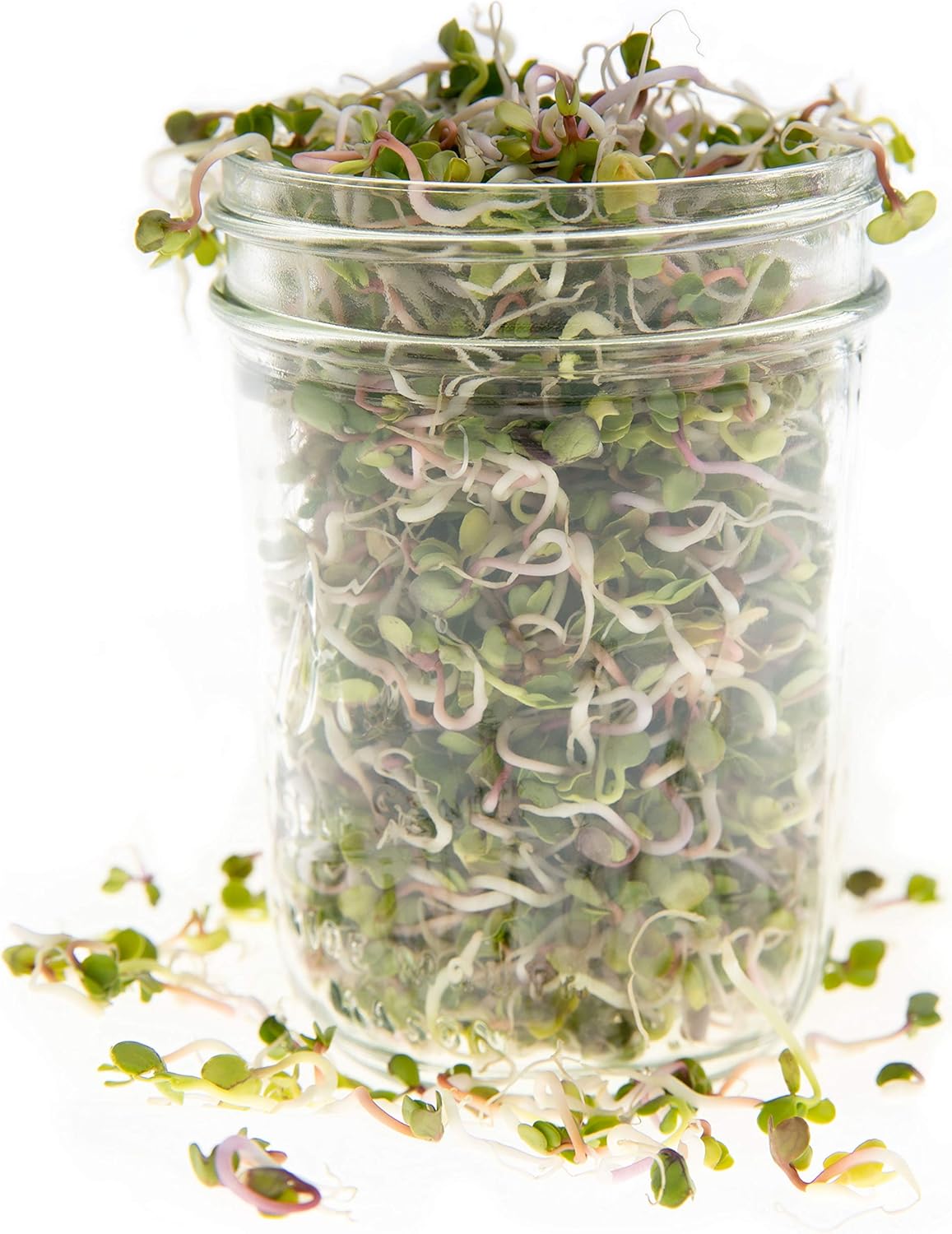 Radish: Microgreens Seeds