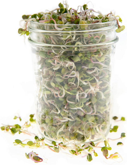 Radish: Microgreens Seeds