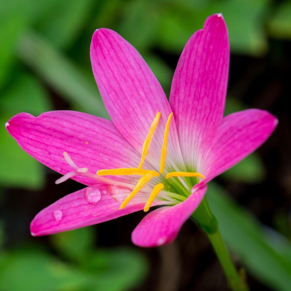 Close-up of pink Rain Lily flower blooming in garden