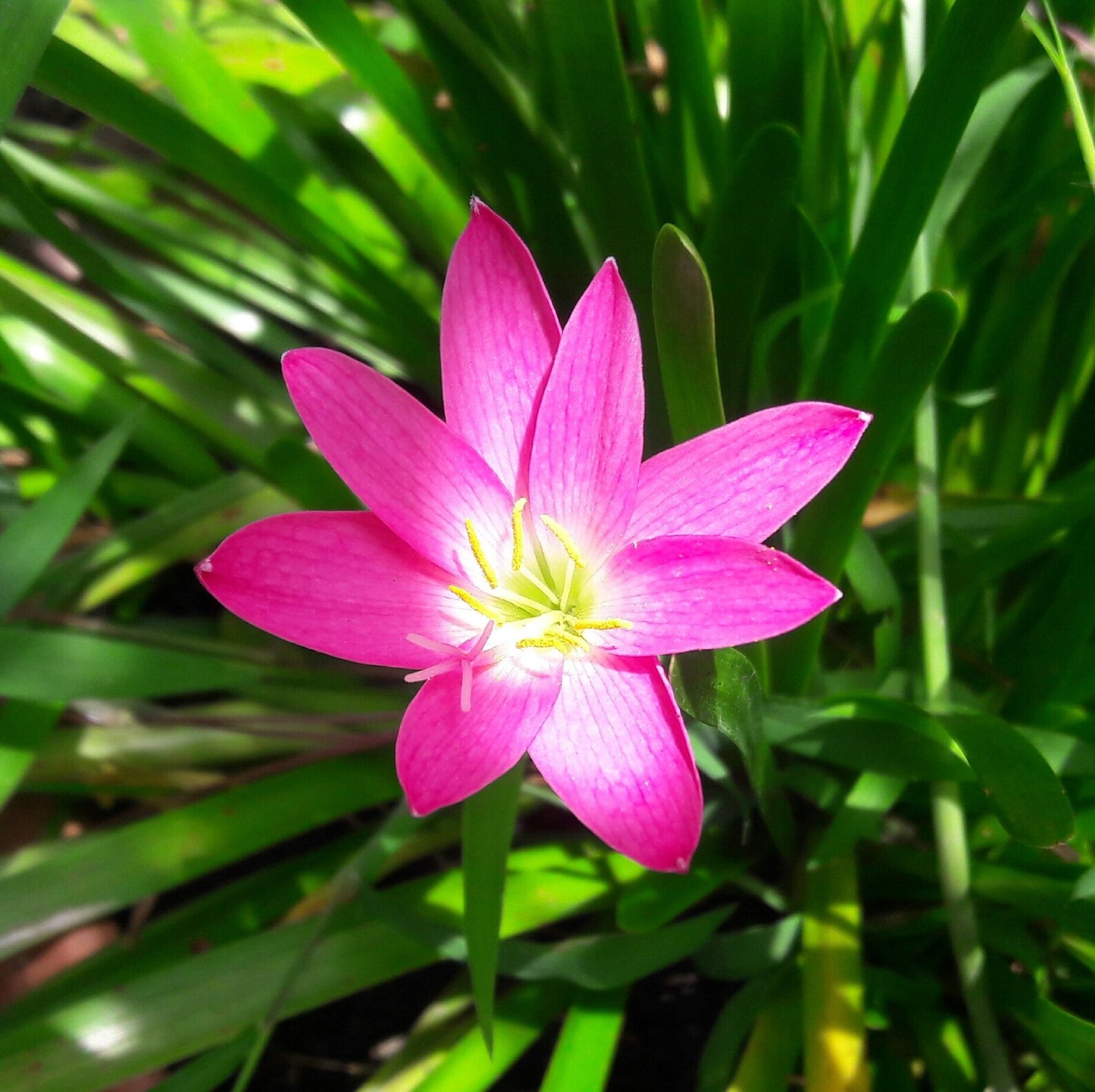 Rain Lilly - Pink - Bulbs