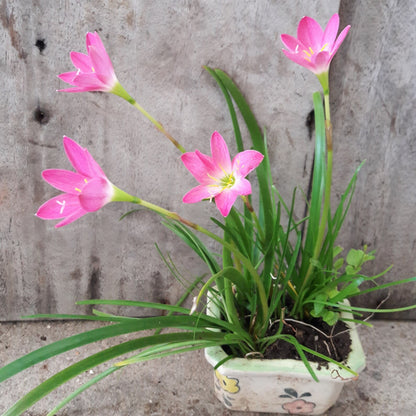 Rain Lilly - Pink - Bulbs