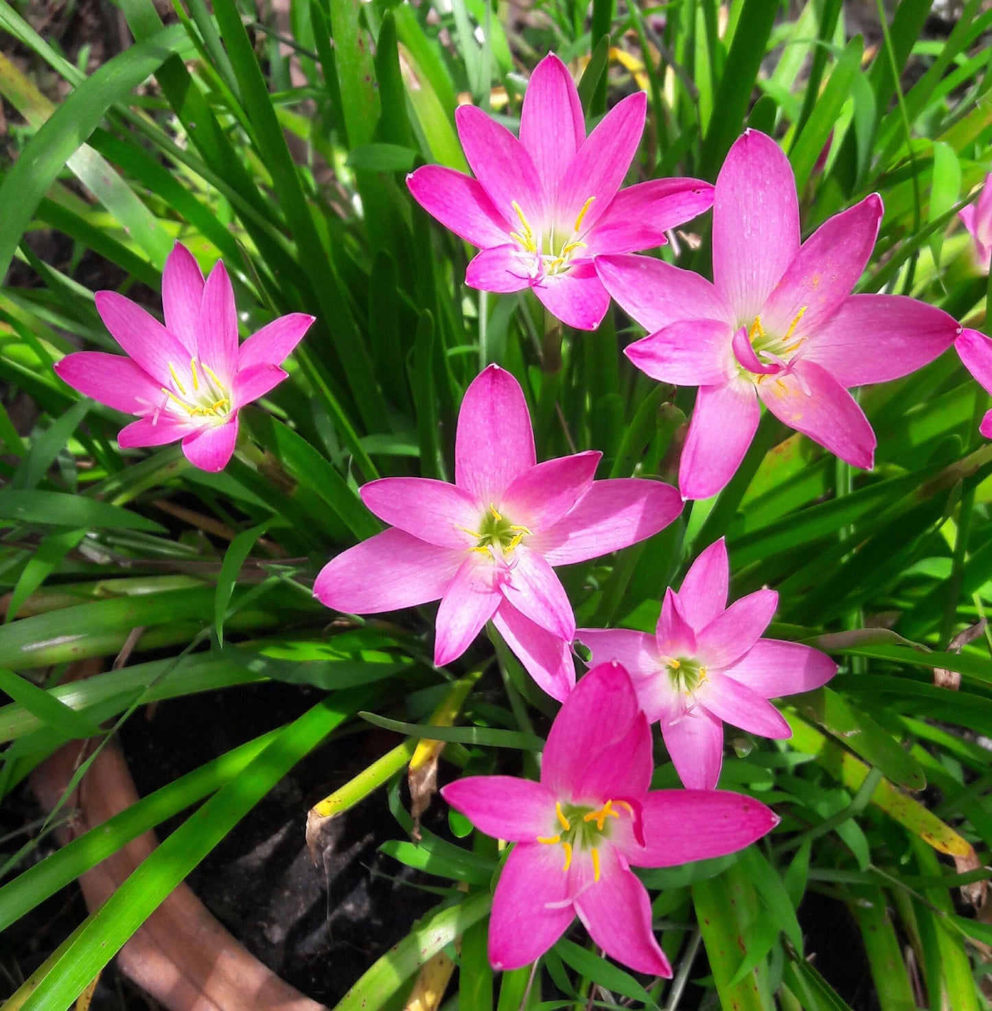 Rain Lilly - Pink - Bulbs