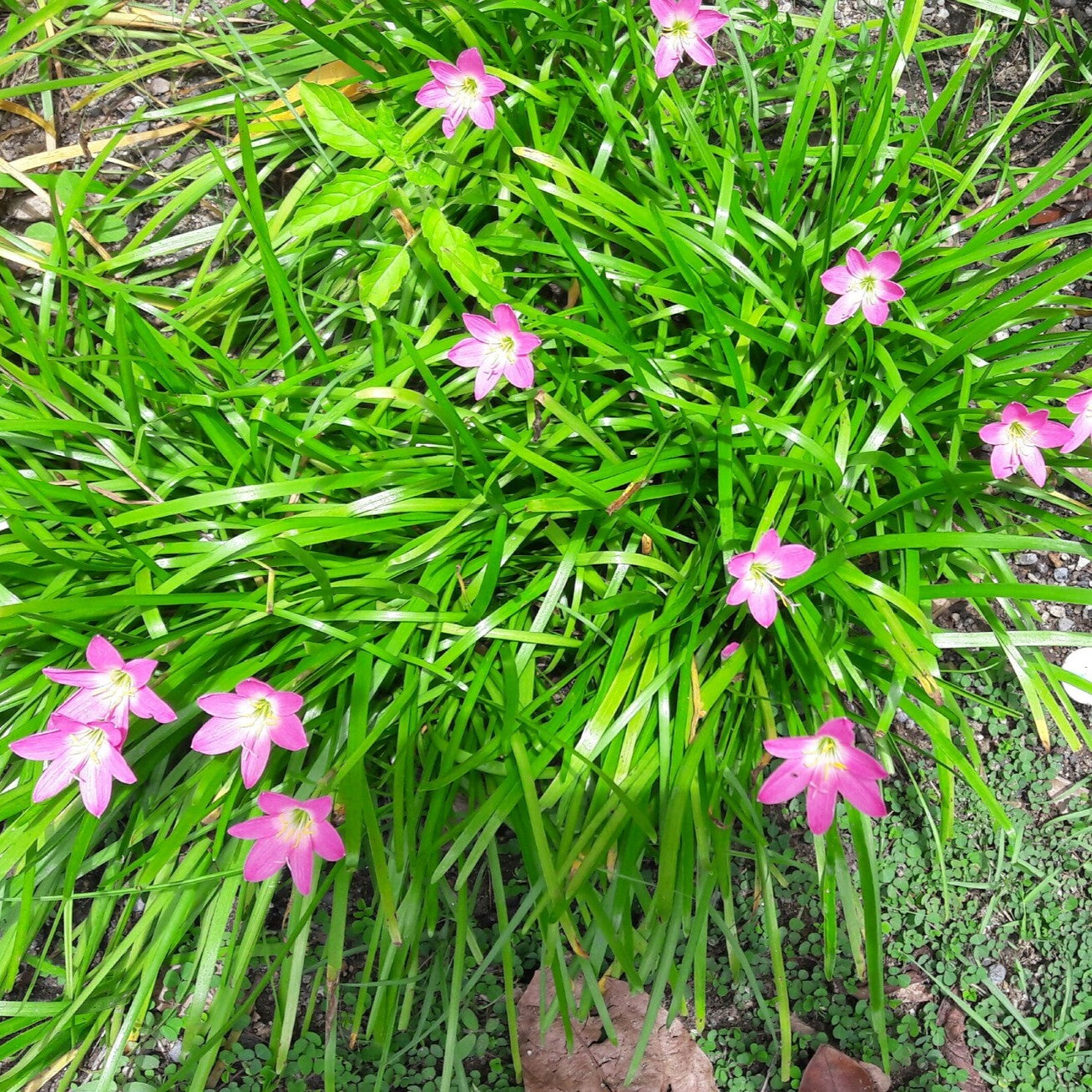 Rain Lilly - Pink - Bulbs