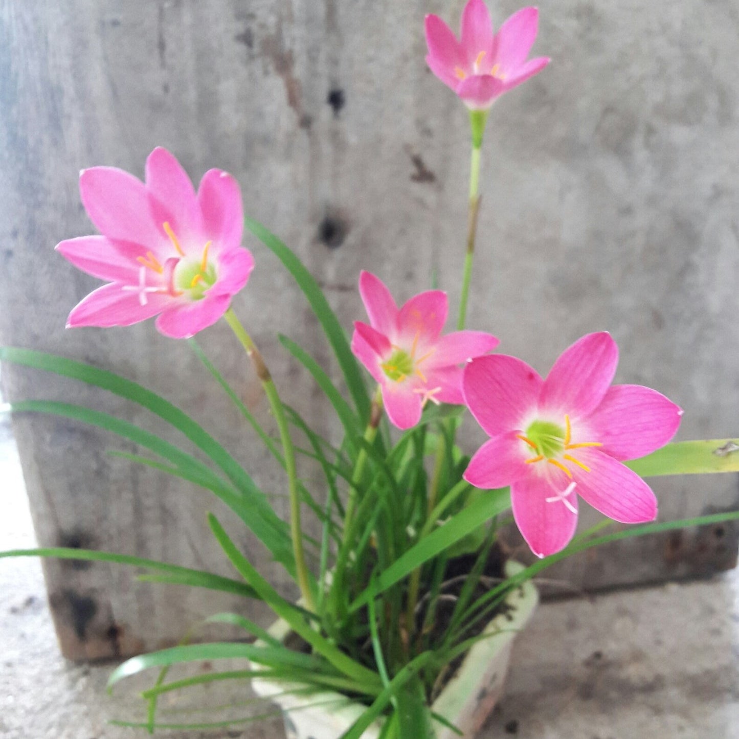 Rain Lilly - Pink - Bulbs