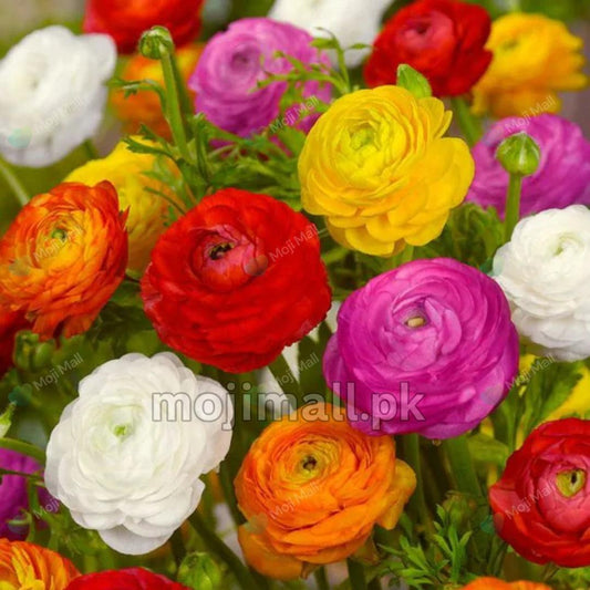 A close-up of colorful ranunculus flowers in a dense cluster, including red, yellow, pink, orange, white, and purple blooms with green foliage. A faint diagonal watermark is visible across the image.