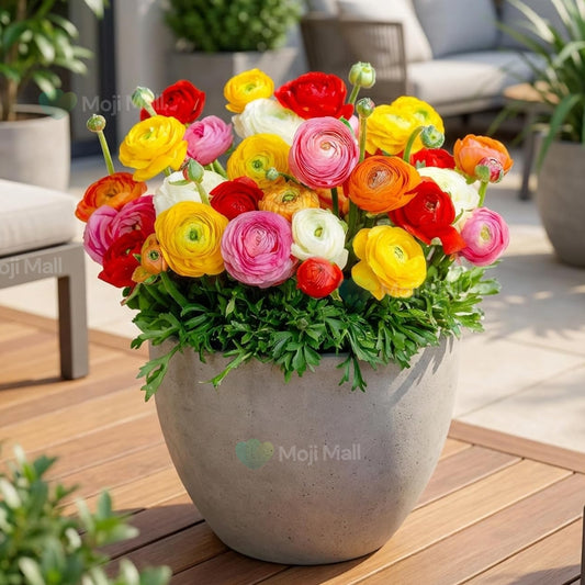 A large concrete planter filled with a dense bouquet of colorful ranunculus flowers, including yellow, pink, red, orange, and white blooms with green foliage, displayed on a wooden deck.