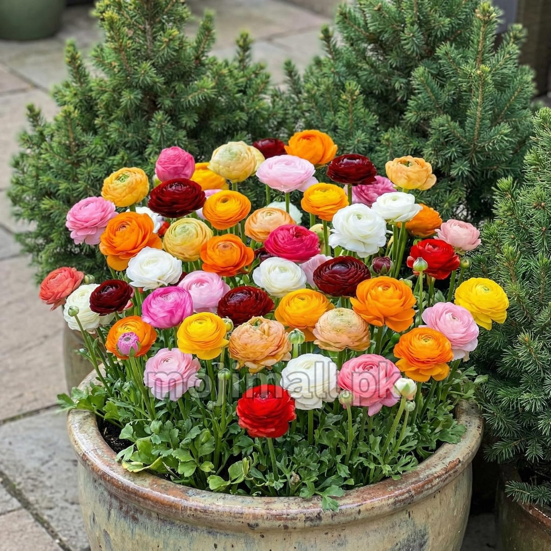 Ranunculus Mix – Flower Bulbs
