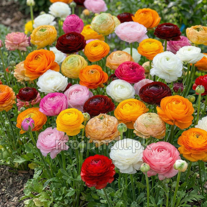 Ranunculus Mix – Flower Bulbs