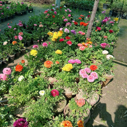 A large collection of colorful potted ranunculus flowers in a nursery or garden center. The flowers are shown in various vibrant shades including pink, red, orange, yellow, and purple, growing in green foliage inside brown pots.