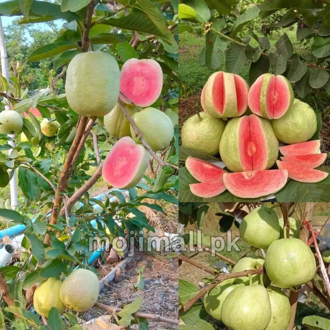 Guava Red – 50+ Seeds