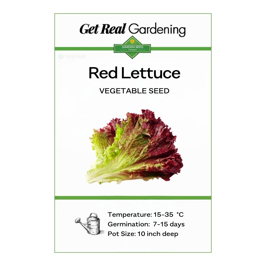 Lettuce Red – 100+ Seeds