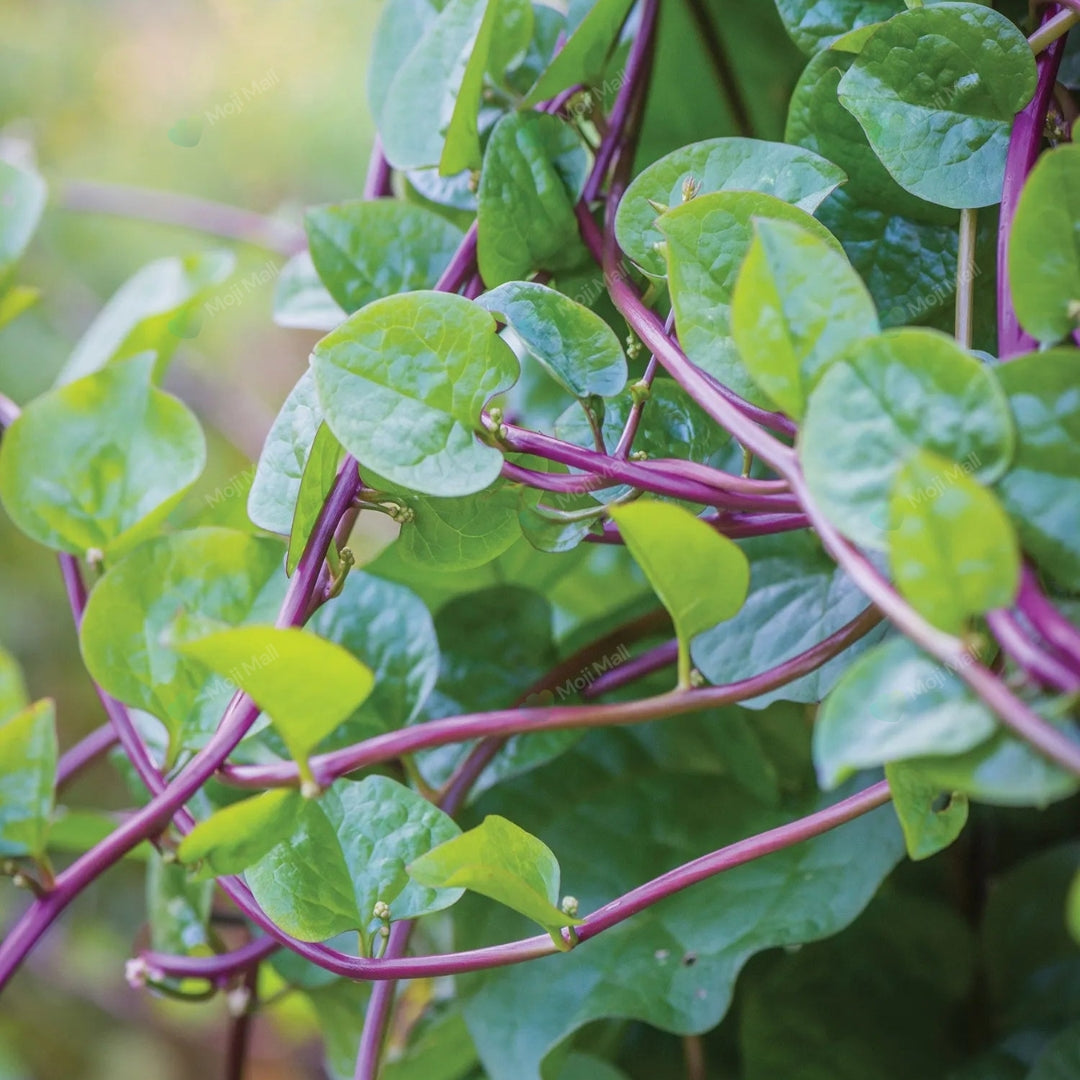 Healthy Red Malabar Palak climbing vine with lush edible leaves grown from Moji Mall vegetable seeds.