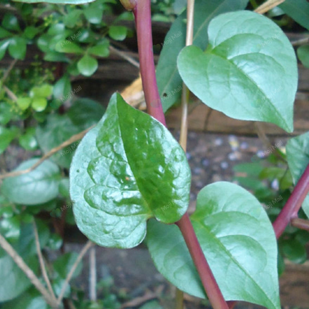Red Malabar spinach (Malabar Palak) with vibrant red stems and edible green leaves grown from premium vegetable seeds by Moji Mall.