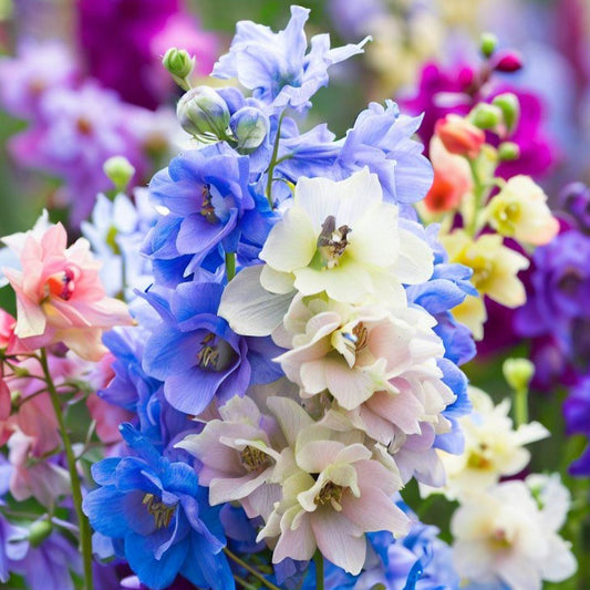 Colorful Rocket larkspur flowers including blue, white, and pink varieties.