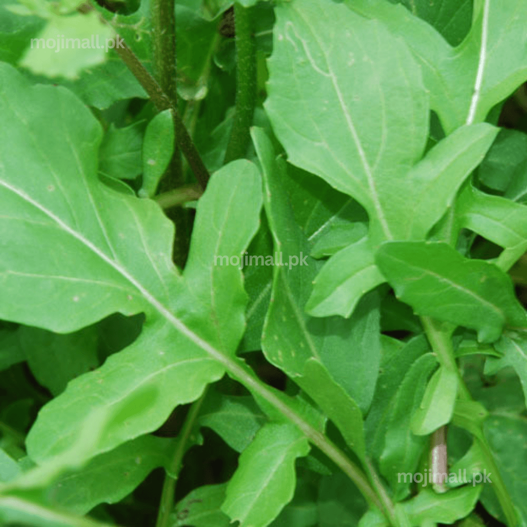 Winter Vegetable Seeds