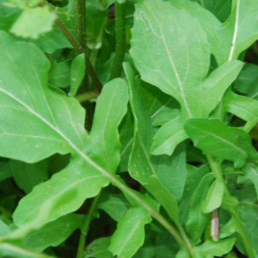 Rocket lettuce (Arugula Salad) - Seeds